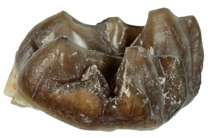 Fossil Horse (Mesohippus) Jaw Section - South Dakota #289503